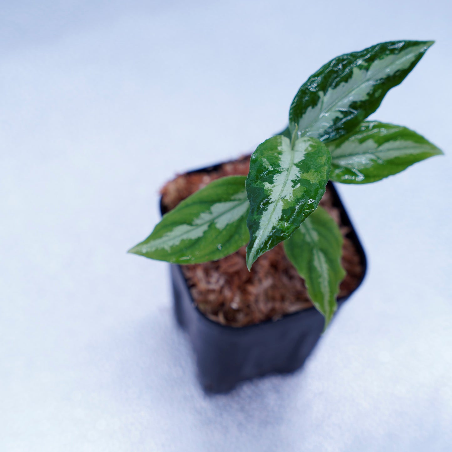 <LA便>Aglaonema Pictum Tricolor【LA0815-z-p-41】