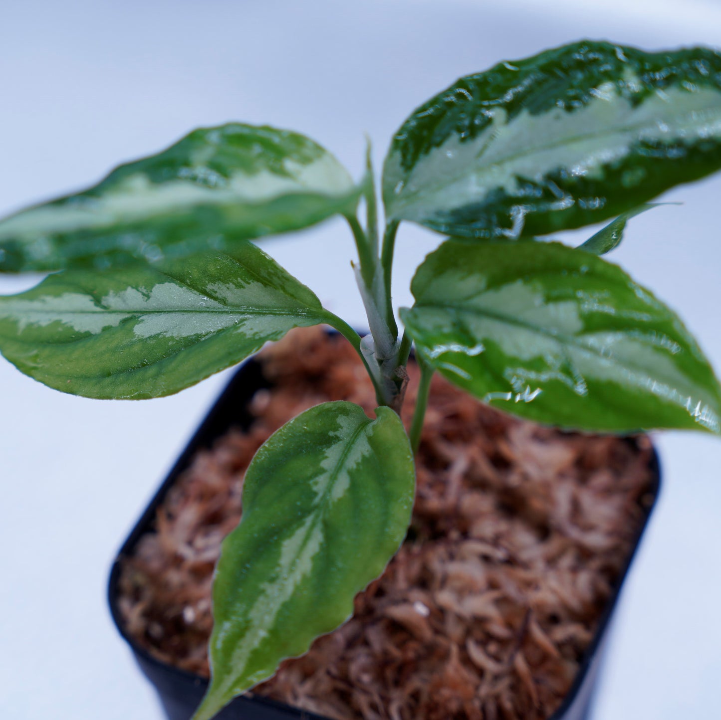 <LA便>Aglaonema Pictum Tricolor【LA0815-z-p-41】