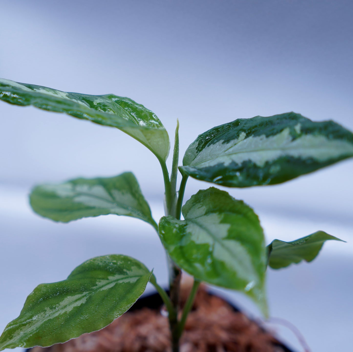 <LA便>Aglaonema Pictum Tricolor【LA0815-z-p-41】