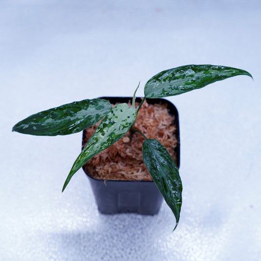 <TZ便>Aglaonema Pictum Tricolor【T-010519 b-4】