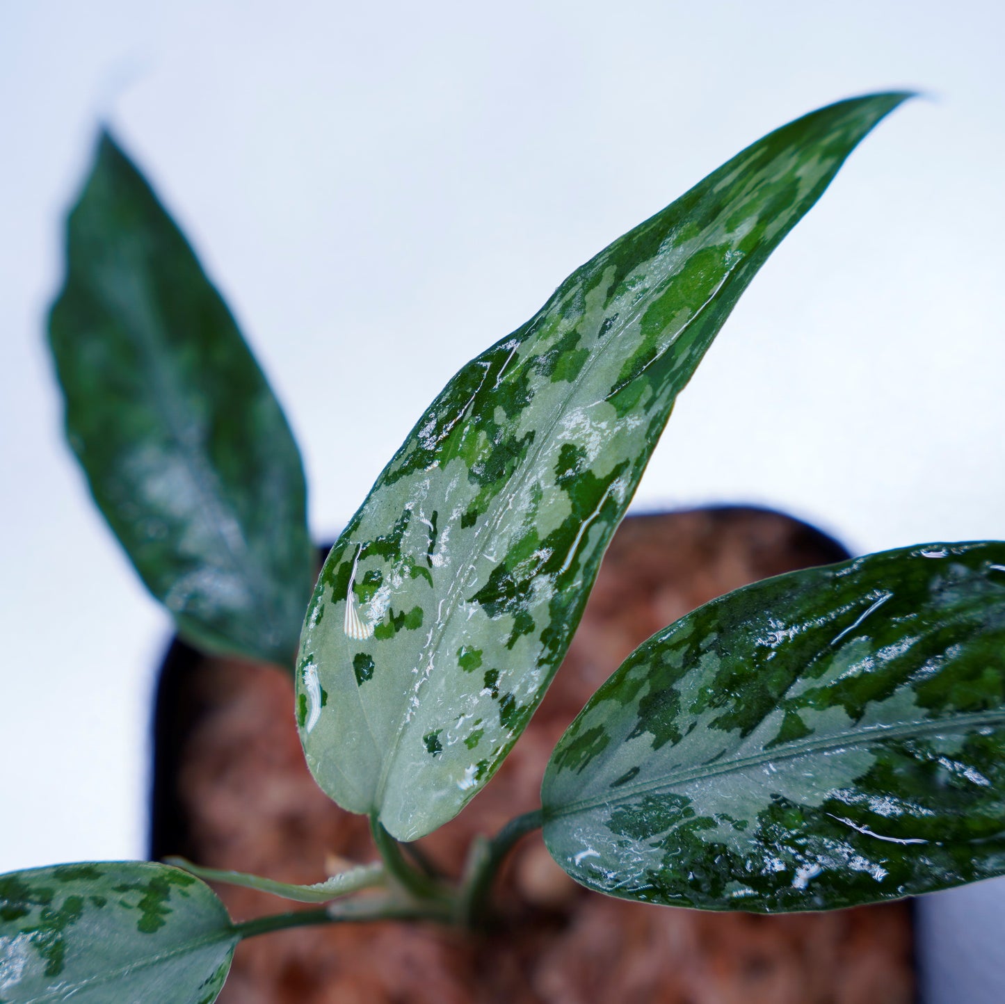 <TZ便>Aglaonema Pictum Tricolor【T-010519 b-4】