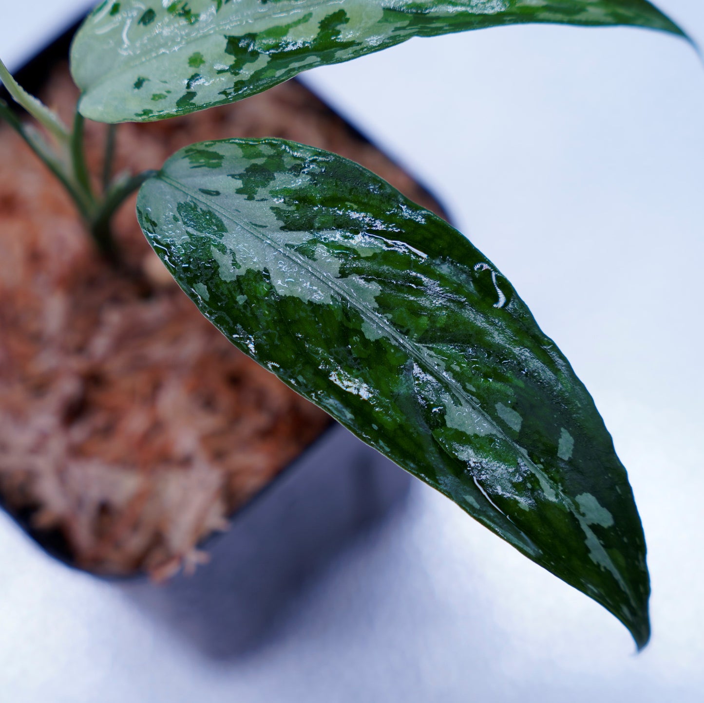 <TZ便>Aglaonema Pictum Tricolor【T-010519 b-4】
