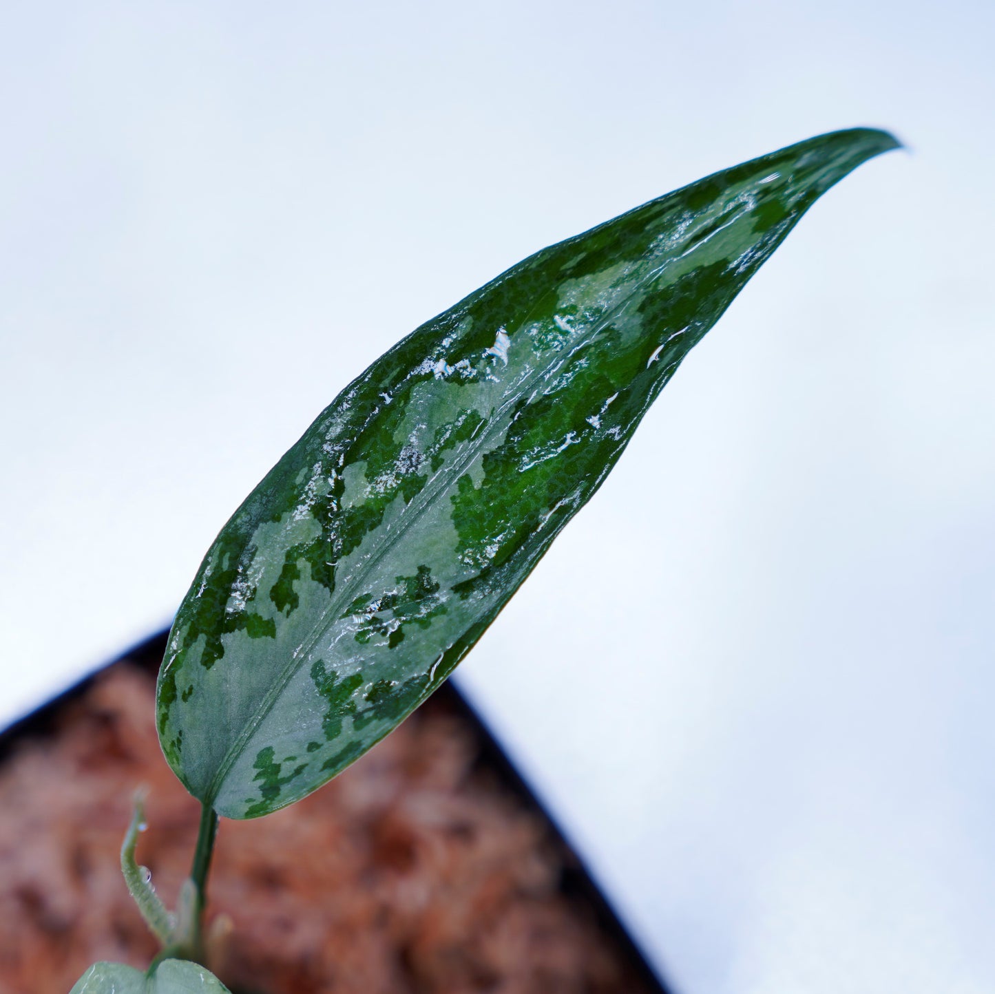 <TZ便>Aglaonema Pictum Tricolor【T-010519 b-4】