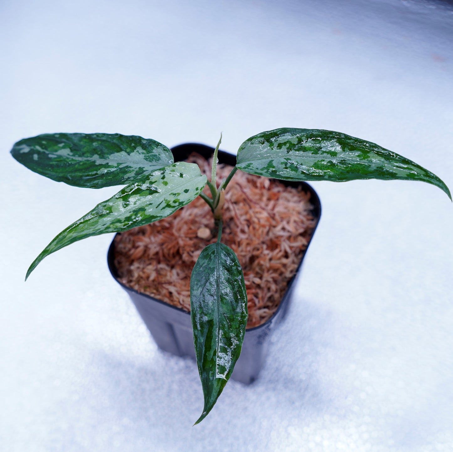<TZ便>Aglaonema Pictum Tricolor【T-010519 b-4】