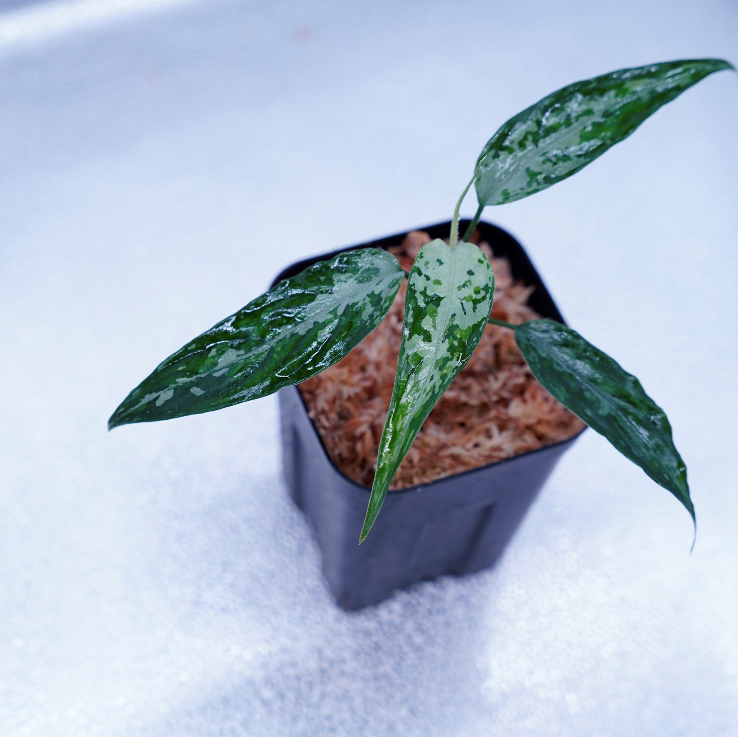 <TZ便>Aglaonema Pictum Tricolor【T-010519 b-4】