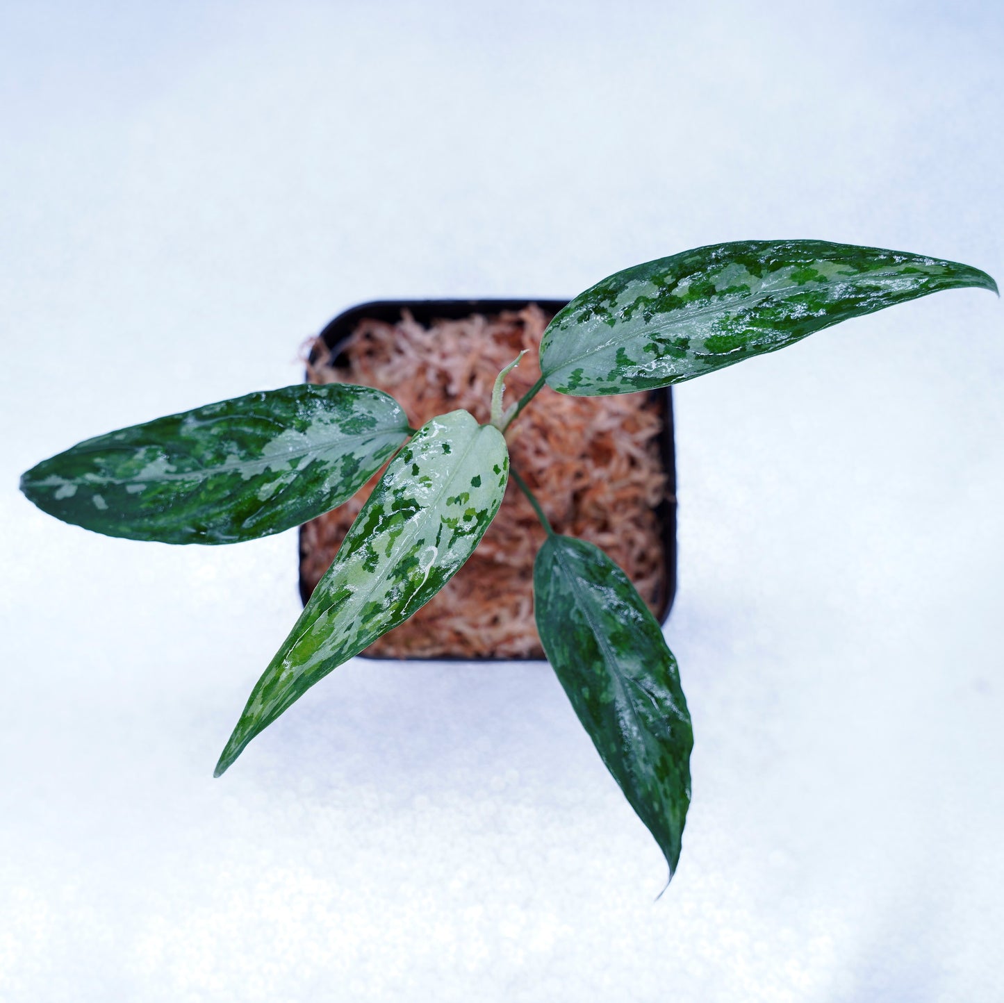 <TZ便>Aglaonema Pictum Tricolor【T-010519 b-4】