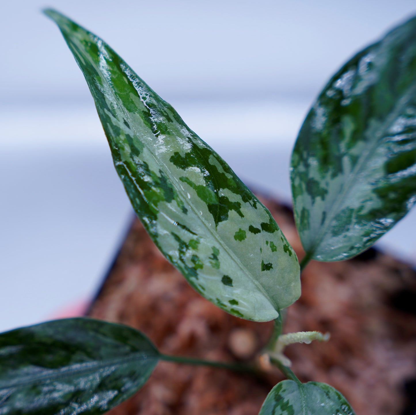 <TZ便>Aglaonema Pictum Tricolor【T-010519 b-4】