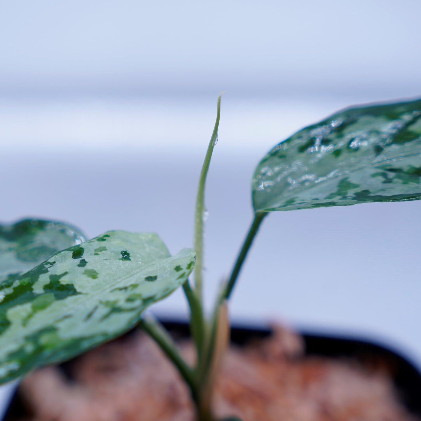 <TZ便>Aglaonema Pictum Tricolor【T-010519 b-4】