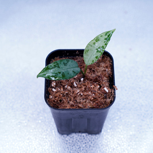 <LA便>Aglaonema Pictum Tricolor 【しるば~らいん】“LA1218-02b”