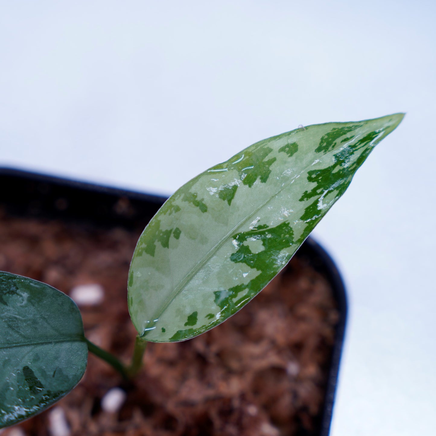 <LA便>Aglaonema Pictum Tricolor 【しるば~らいん】“LA1218-02b”