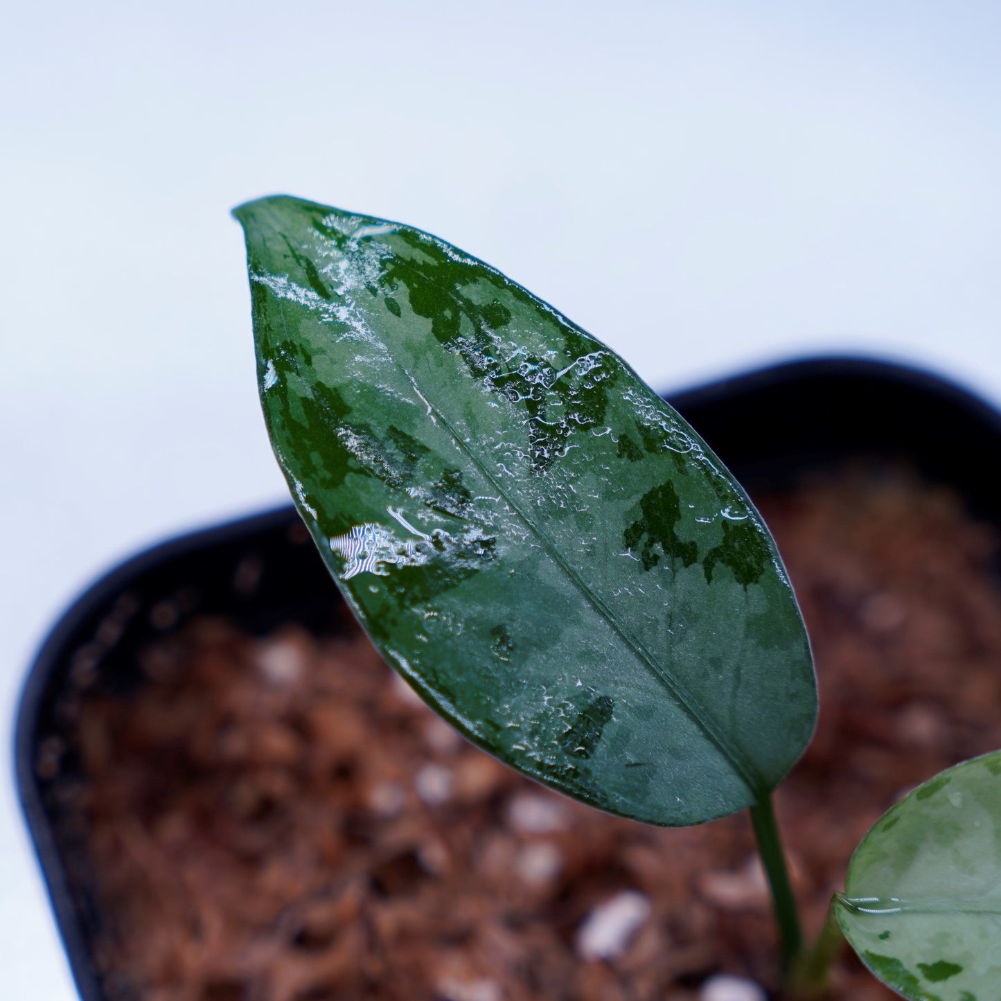 <LA便>Aglaonema Pictum Tricolor 【しるば~らいん】“LA1218-02b”