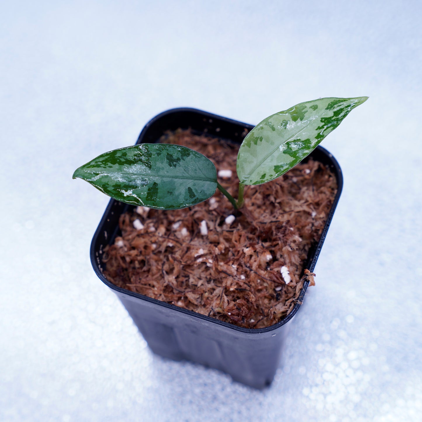 <LA便>Aglaonema Pictum Tricolor 【しるば~らいん】“LA1218-02b”