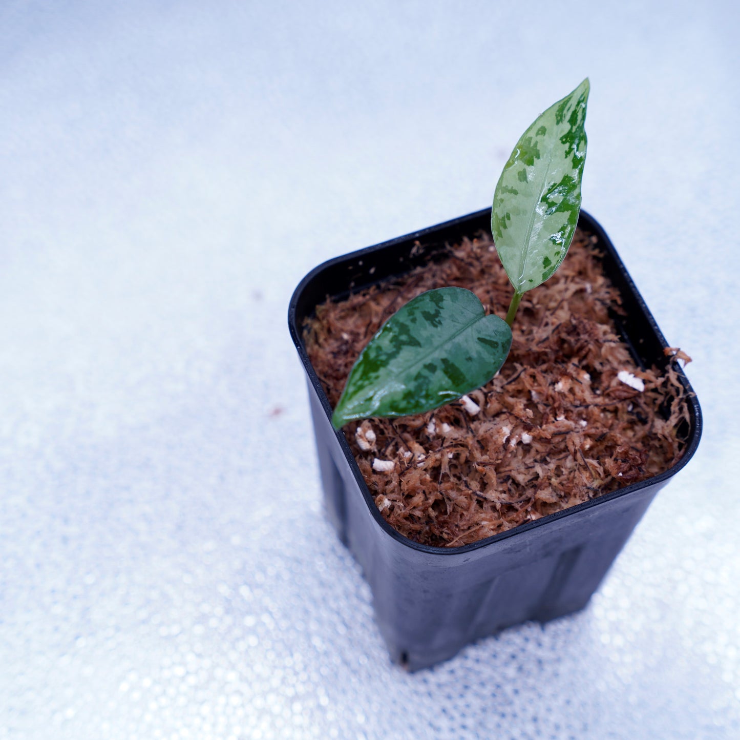 <LA便>Aglaonema Pictum Tricolor 【しるば~らいん】“LA1218-02b”