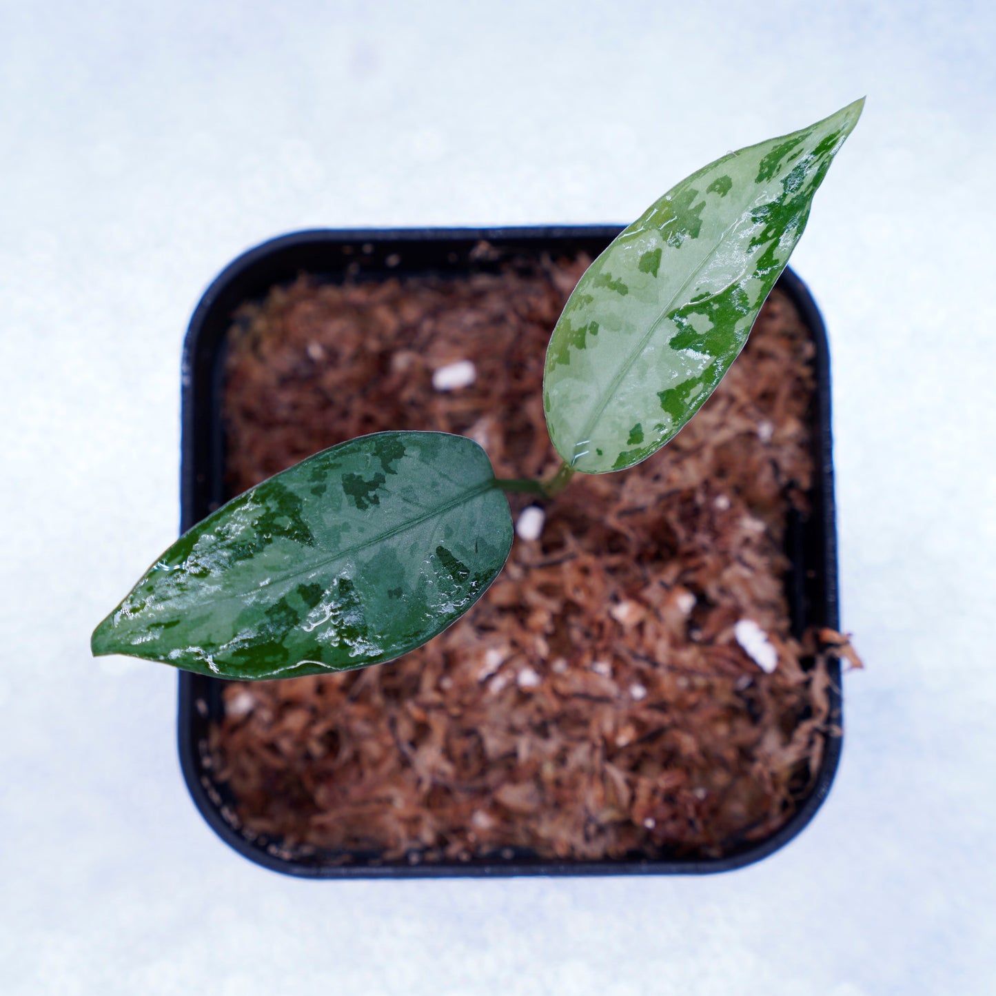 <LA便>Aglaonema Pictum Tricolor 【しるば~らいん】“LA1218-02b”