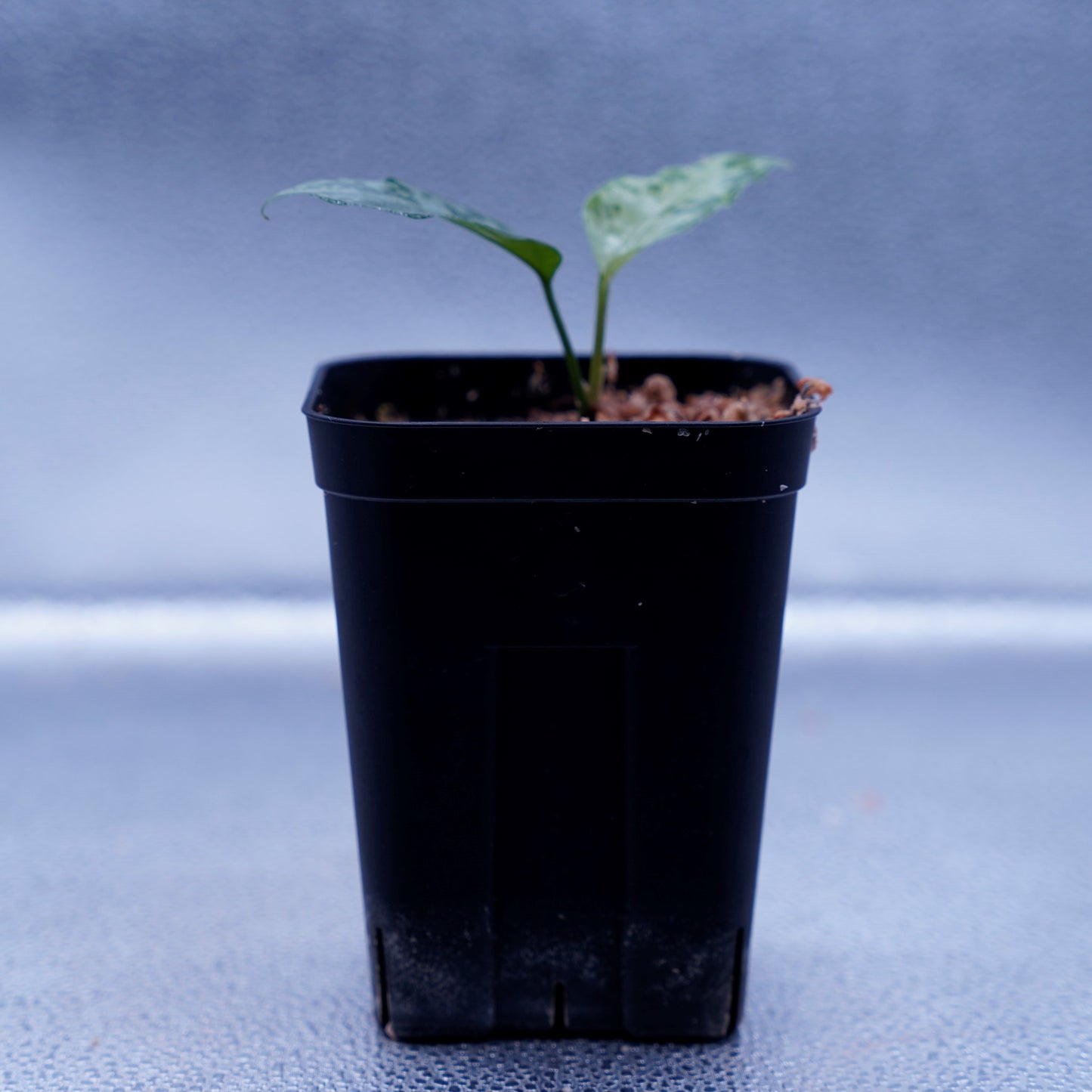 <LA便>Aglaonema Pictum Tricolor 【しるば~らいん】“LA1218-02b”