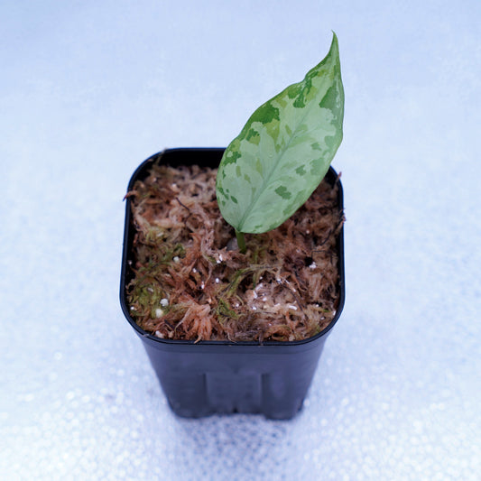 <オリジナル>Aglaonema Pictum Multicolor UND “MARTLE”