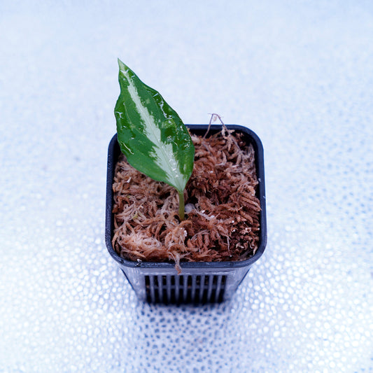 <Grow Aquarium>Aglaonema Pictum “夢観極彩 千眼葉”