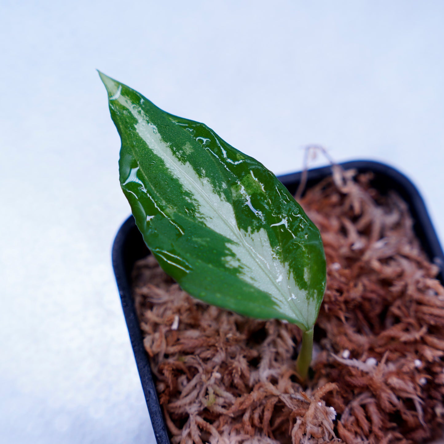 <Grow Aquarium>Aglaonema Pictum “夢観極彩 千眼葉”