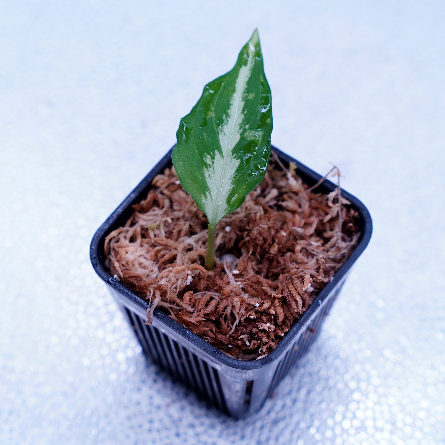 <Grow Aquarium>Aglaonema Pictum “夢観極彩 千眼葉”