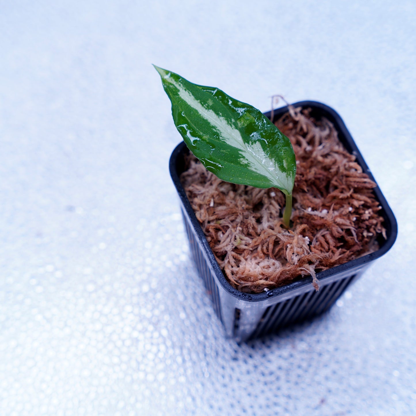 <Grow Aquarium>Aglaonema Pictum “夢観極彩 千眼葉”