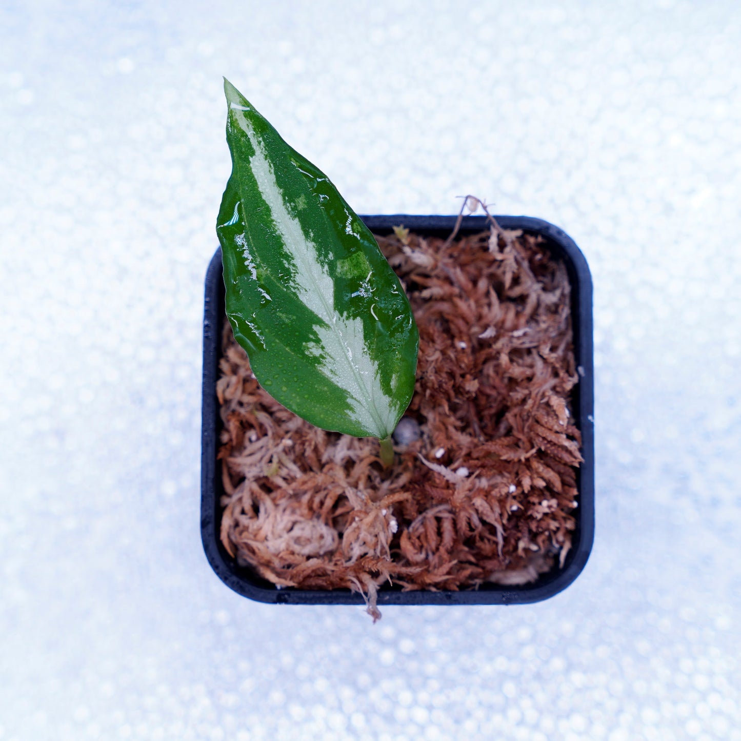 <Grow Aquarium>Aglaonema Pictum “夢観極彩 千眼葉”