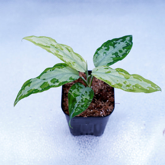 <TZ便>Aglaonema Pictum Tricolor【T-260219 S産地】