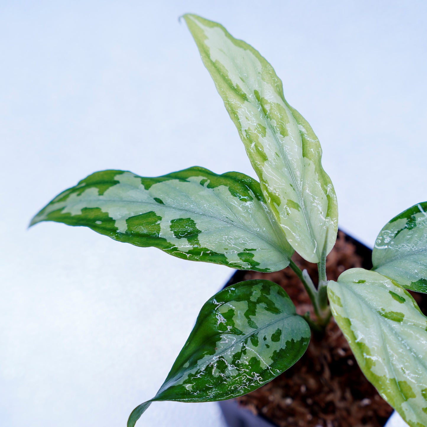 <TZ便>Aglaonema Pictum Tricolor【T-260219 S産地】