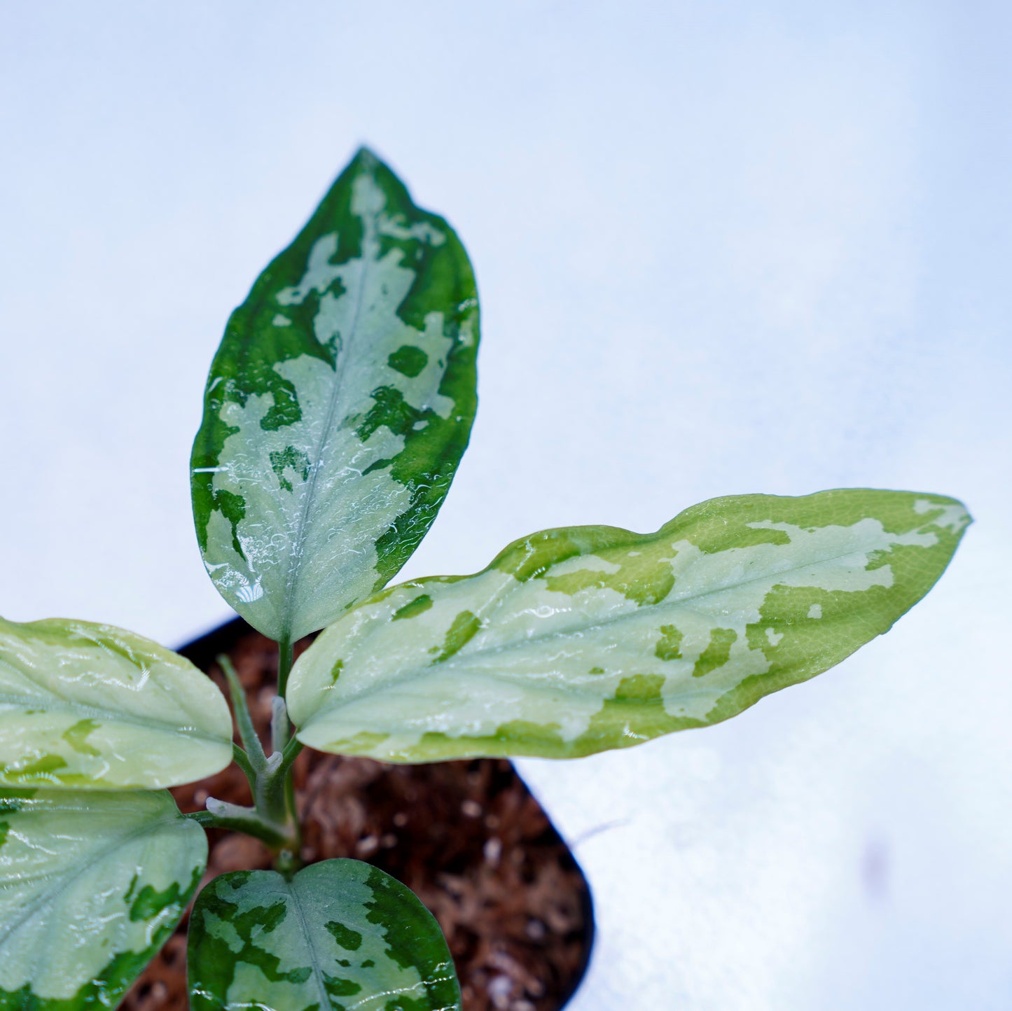 <TZ便>Aglaonema Pictum Tricolor【T-260219 S産地】