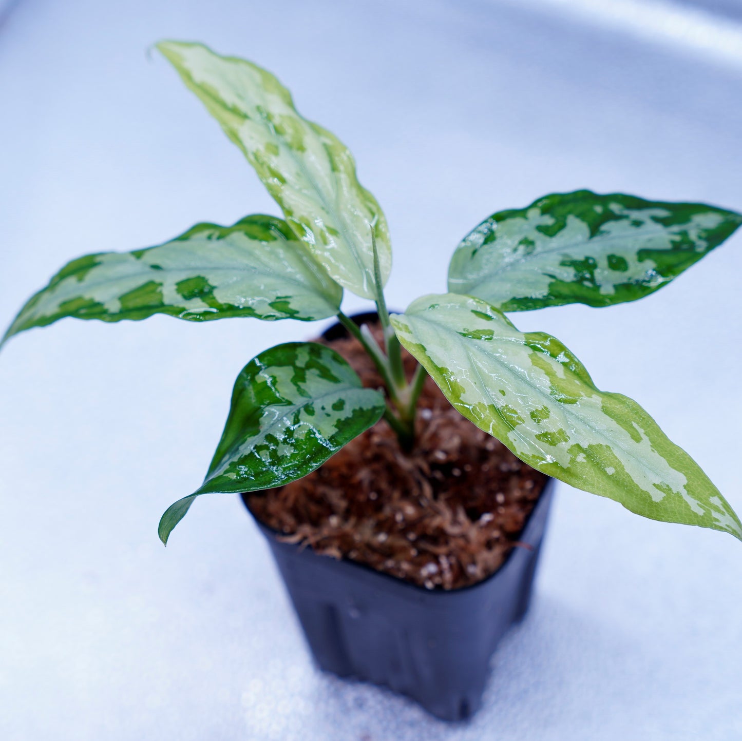 <TZ便>Aglaonema Pictum Tricolor【T-260219 S産地】