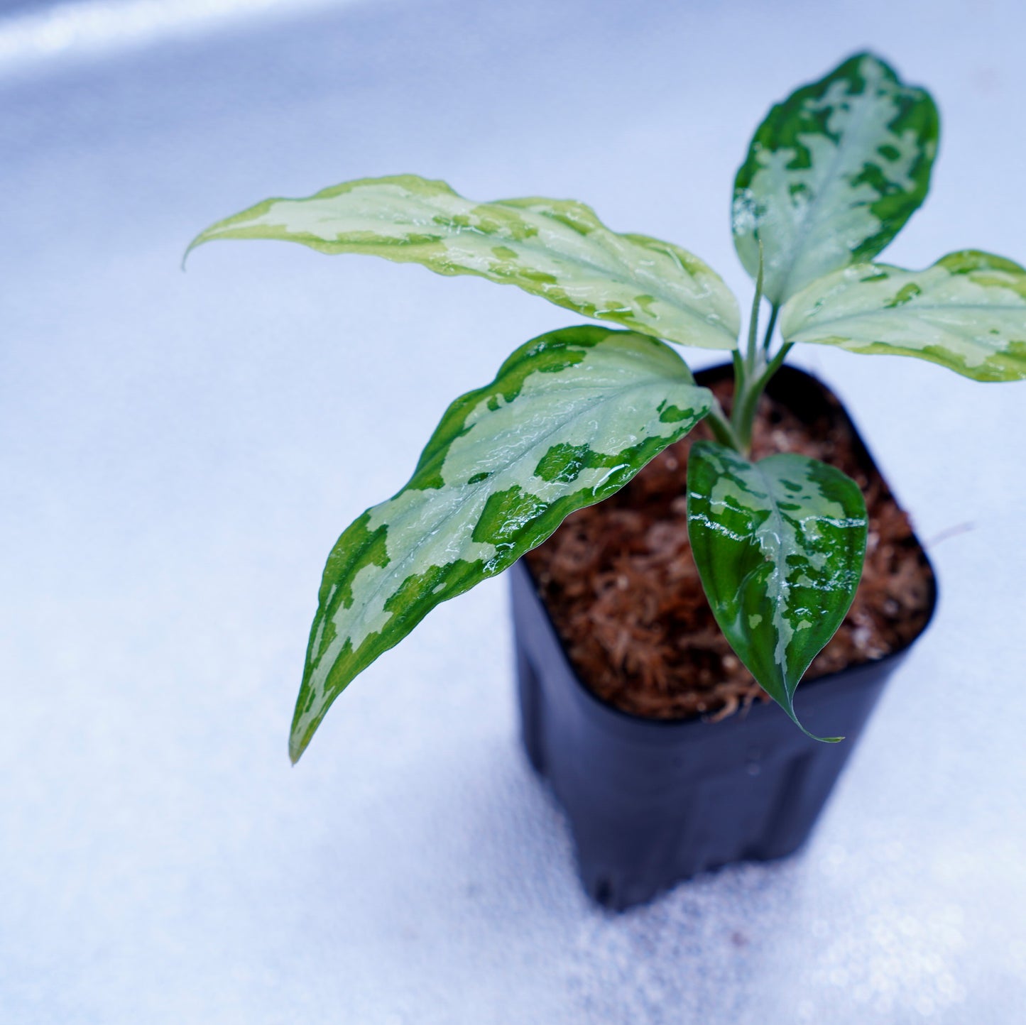 <TZ便>Aglaonema Pictum Tricolor【T-260219 S産地】