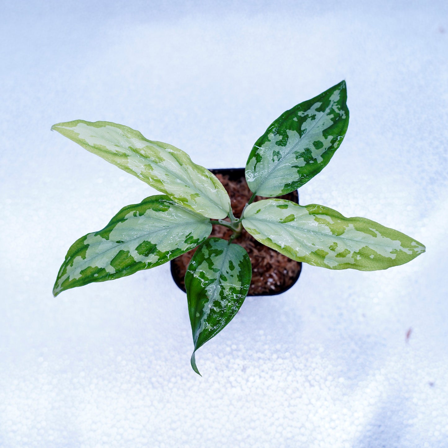 <TZ便>Aglaonema Pictum Tricolor【T-260219 S産地】