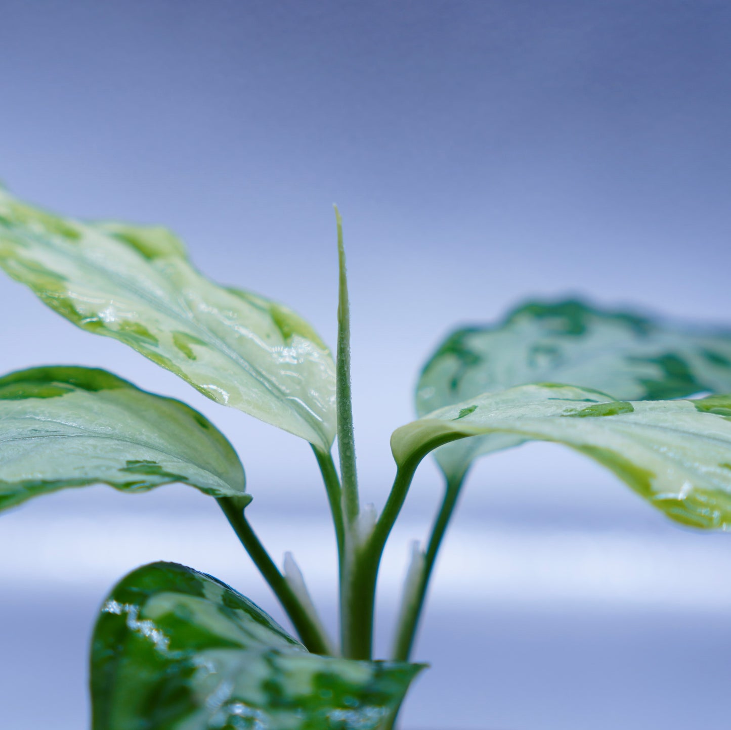 <TZ便>Aglaonema Pictum Tricolor【T-260219 S産地】