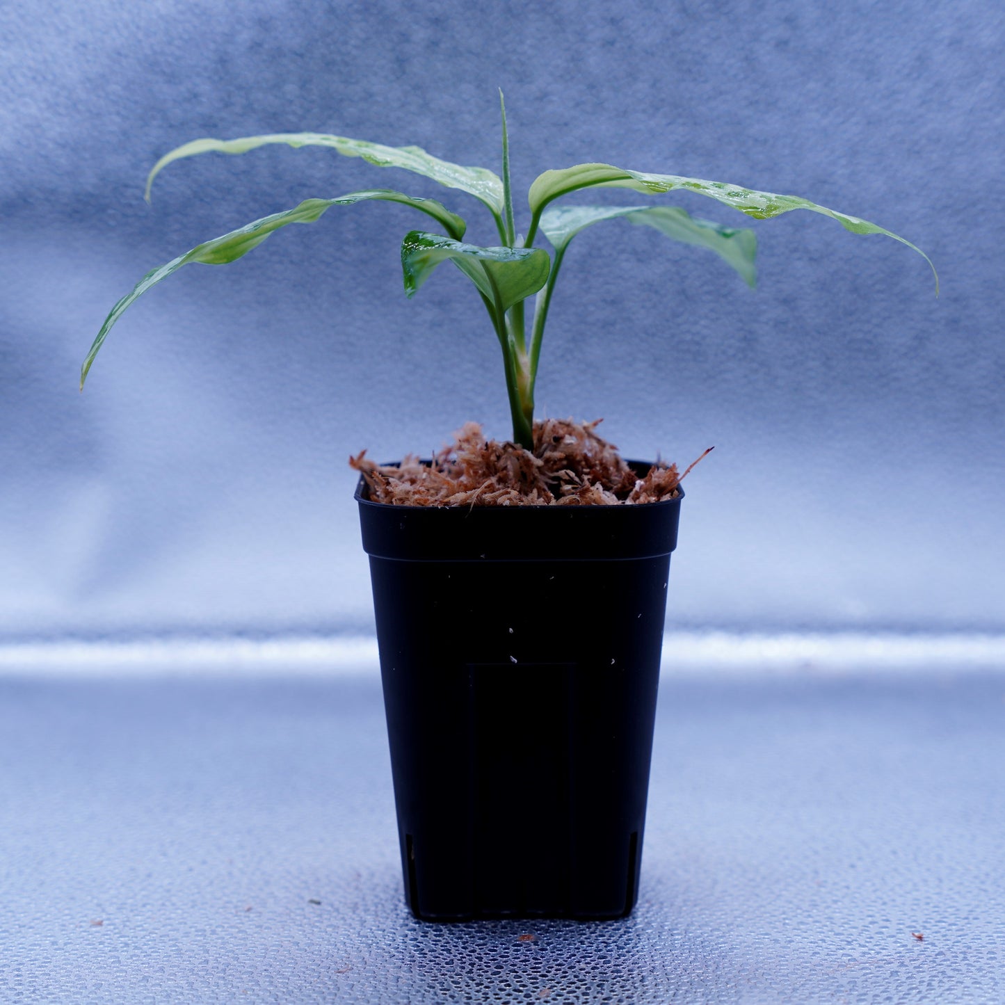 <TZ便>Aglaonema Pictum Tricolor【T-260219 S産地】