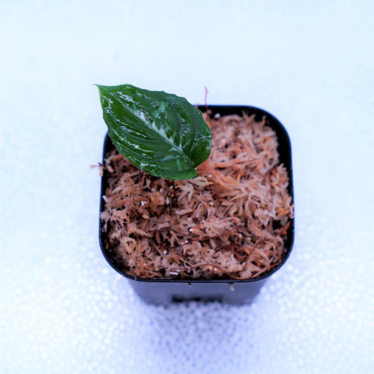 <Grow aquarium>Aglaonema Pictum “Kronos”