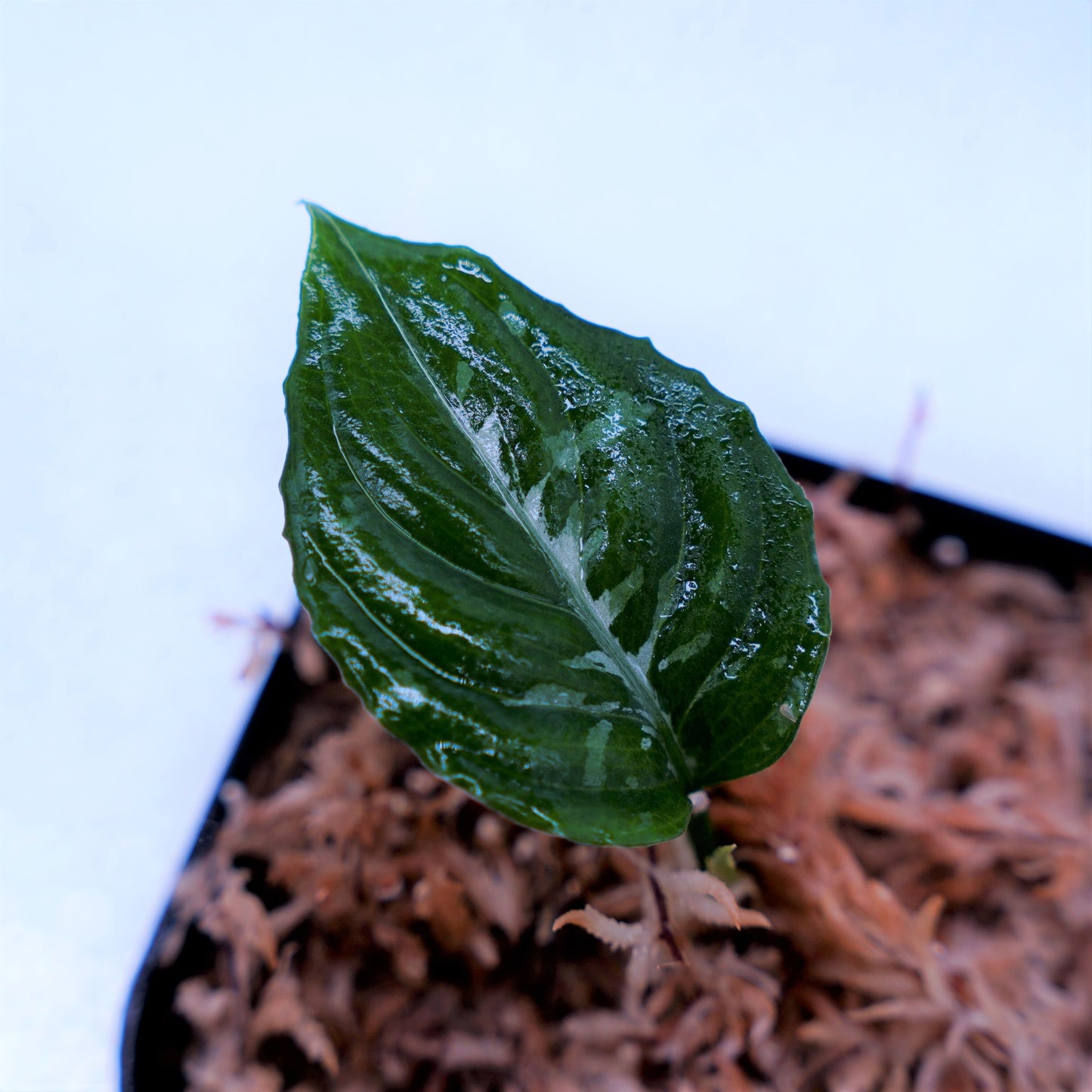 <Grow aquarium>Aglaonema Pictum “Kronos”