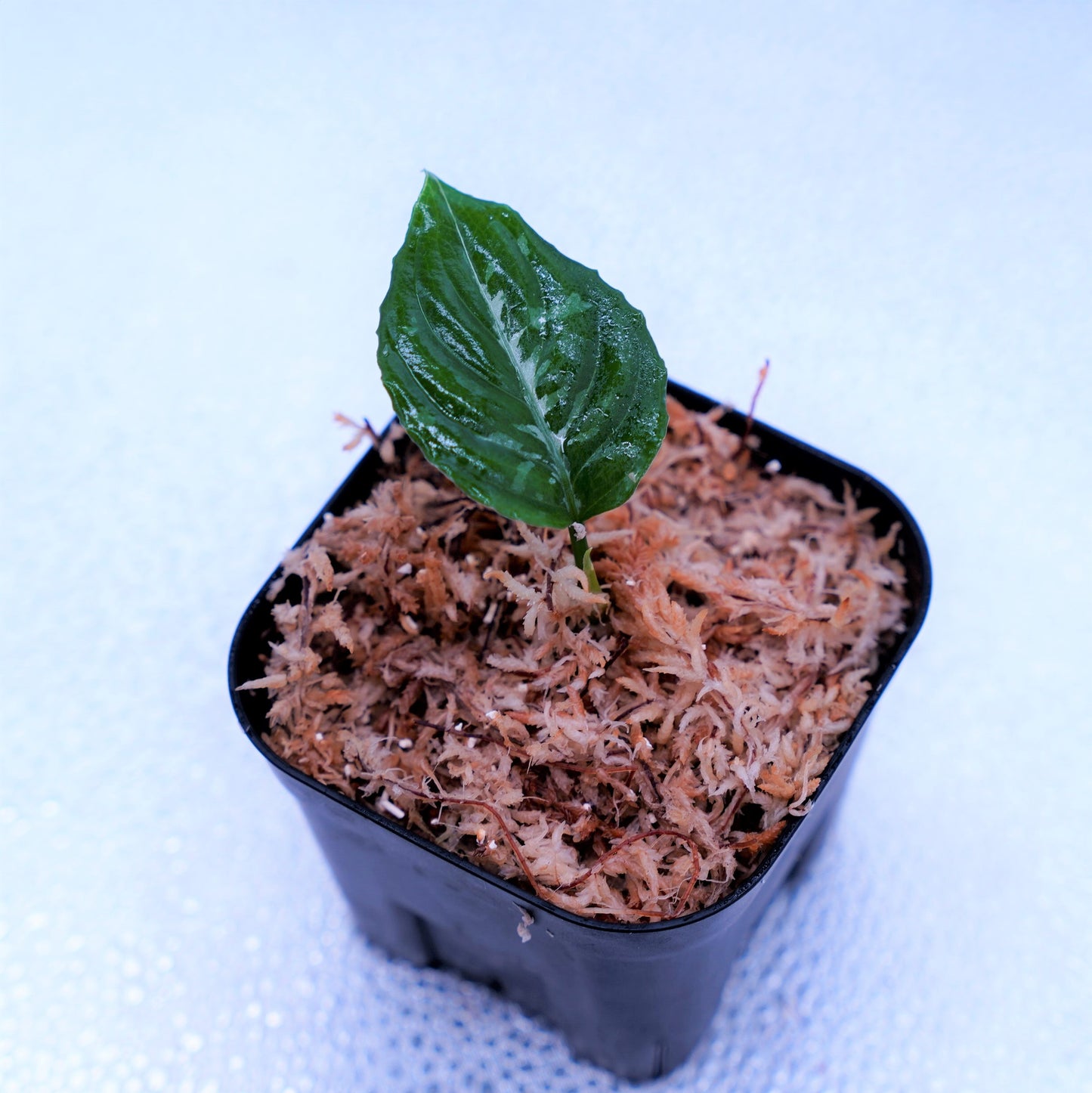 <Grow aquarium>Aglaonema Pictum “Kronos”