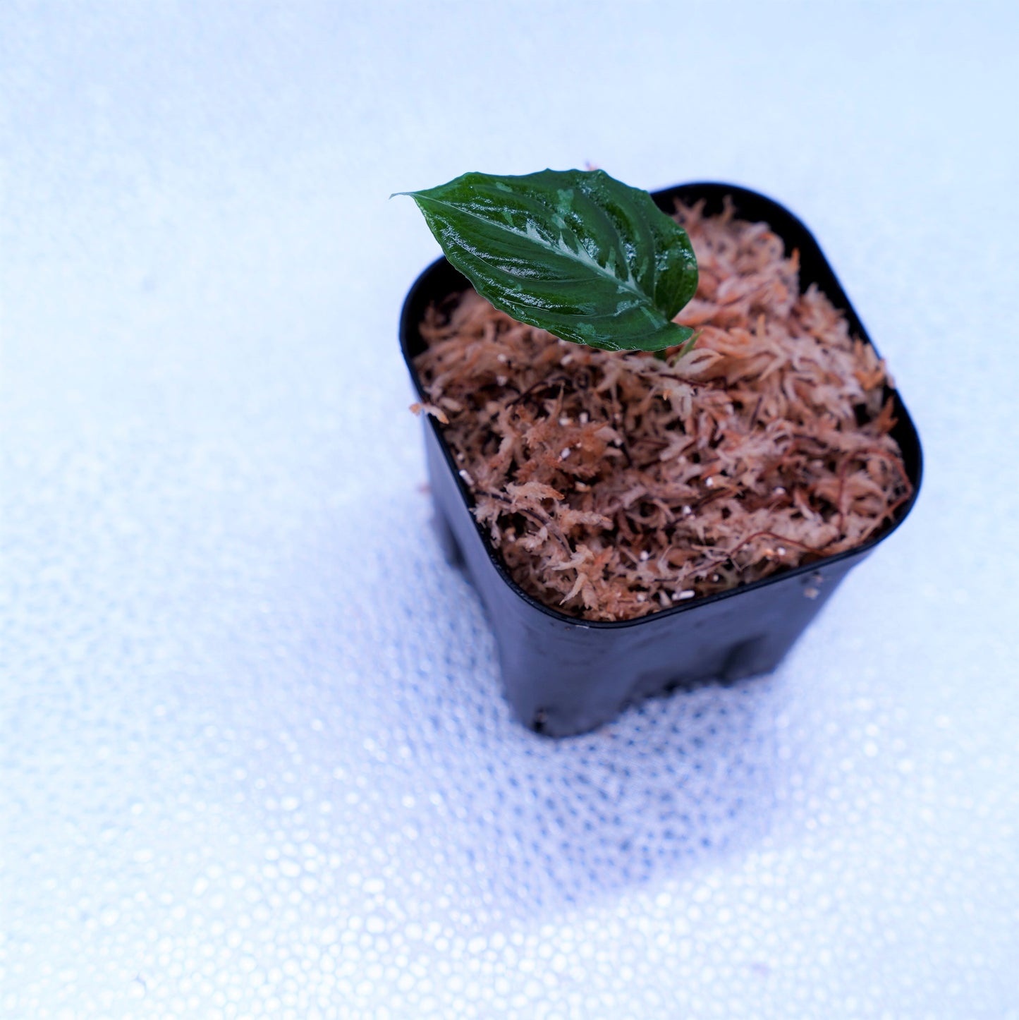 <Grow aquarium>Aglaonema Pictum “Kronos”