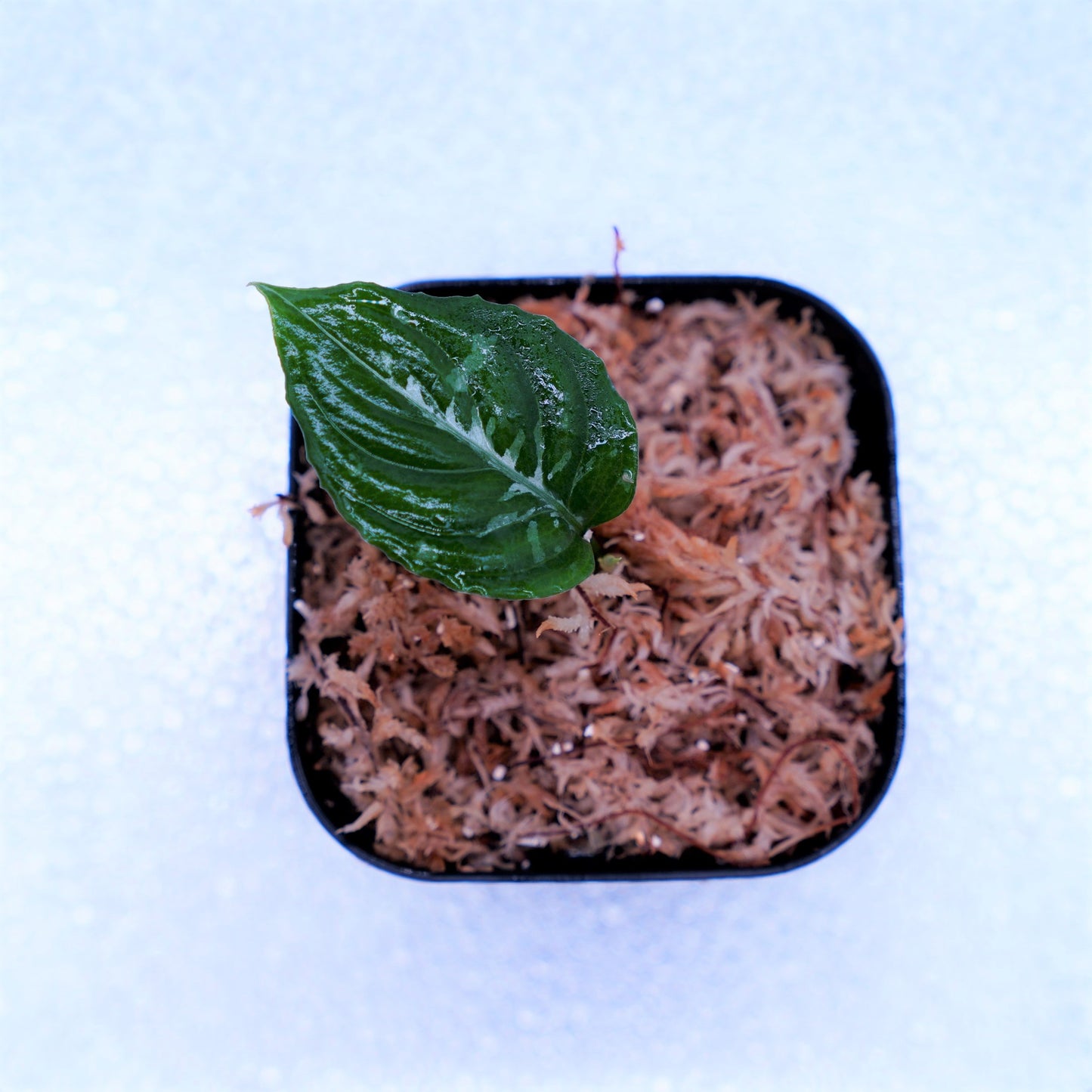 <Grow aquarium>Aglaonema Pictum “Kronos”