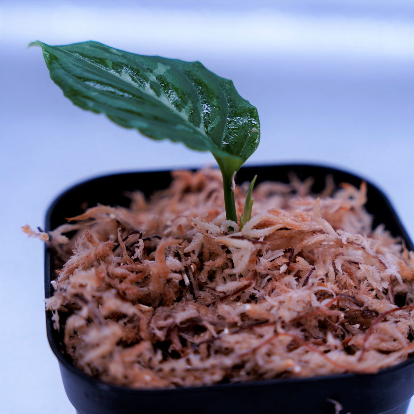<Grow aquarium>Aglaonema Pictum “Kronos”