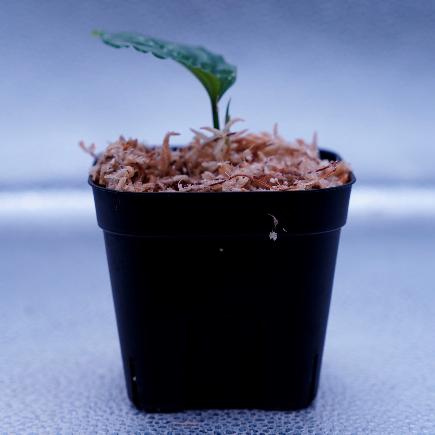 <Grow aquarium>Aglaonema Pictum “Kronos”