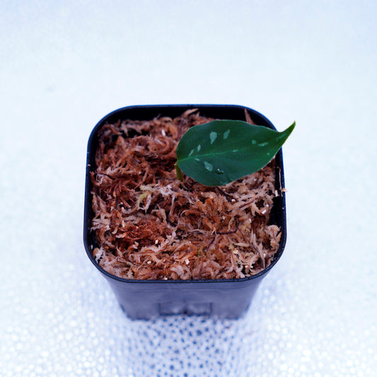 <出射便>Aglaonema Pictum Tricolor “Andaman” Port Blair