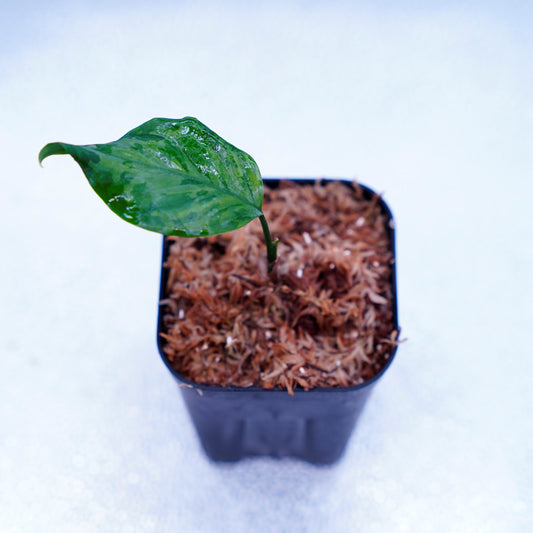 <TZ便>Aglaonema Pictum Tricolor【T-14818-α産地(迷彩翡翠A)】