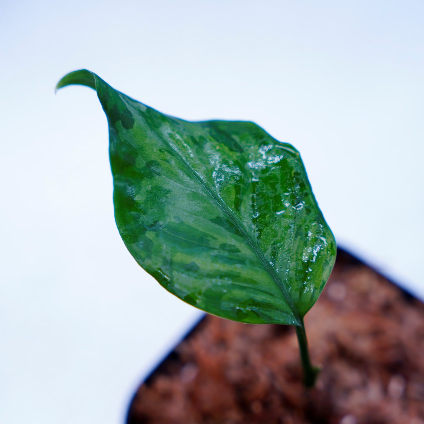 <TZ便>Aglaonema Pictum Tricolor【T-14818-α産地(迷彩翡翠A)】