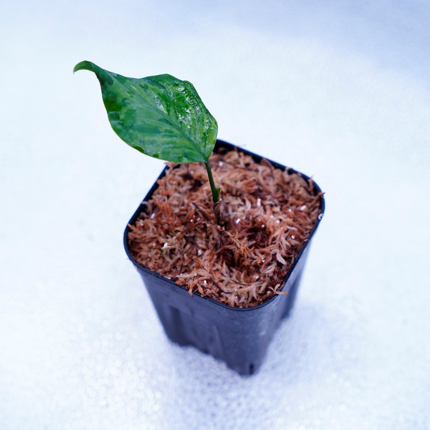 <TZ便>Aglaonema Pictum Tricolor【T-14818-α産地(迷彩翡翠A)】