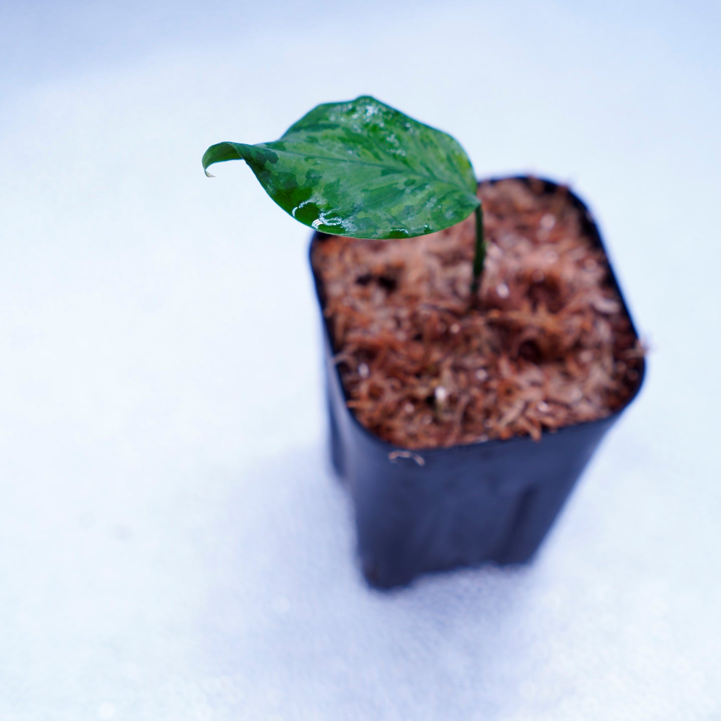 <TZ便>Aglaonema Pictum Tricolor【T-14818-α産地(迷彩翡翠A)】