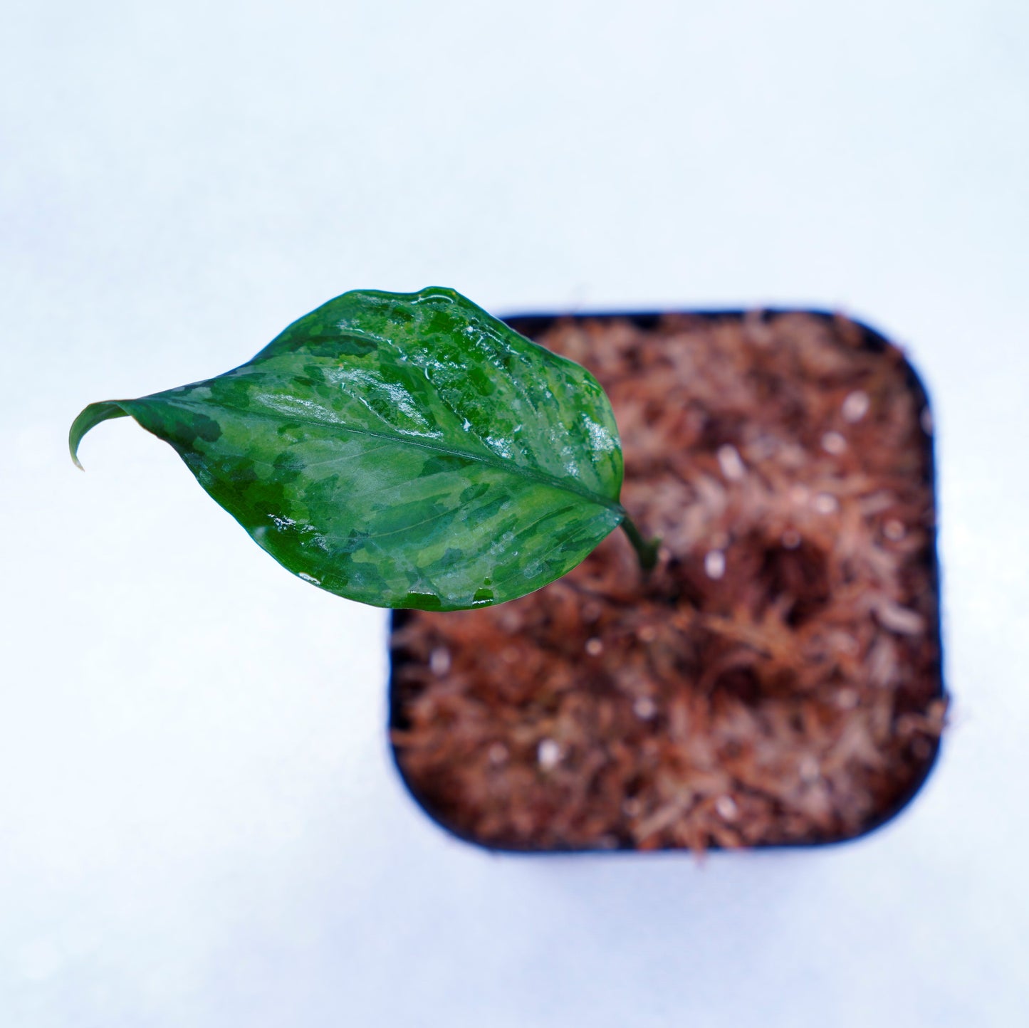 <TZ便>Aglaonema Pictum Tricolor【T-14818-α産地(迷彩翡翠A)】
