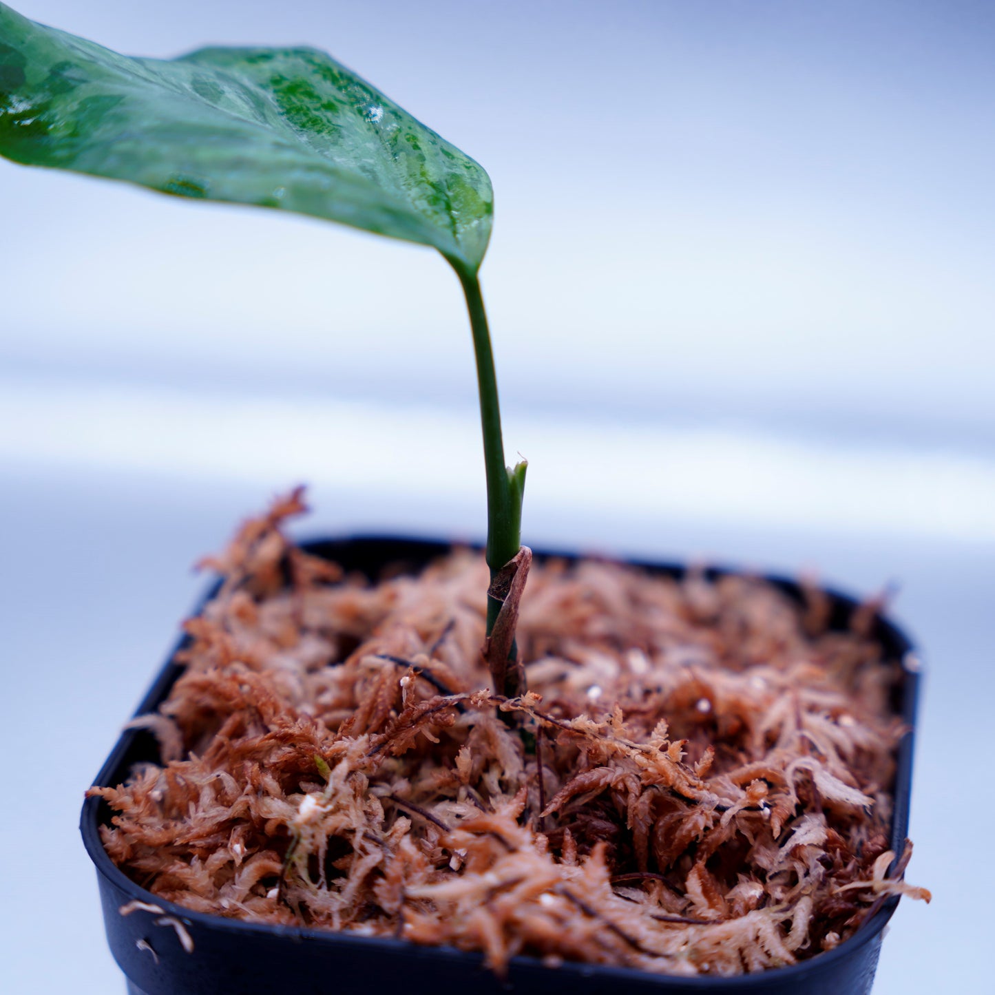 <TZ便>Aglaonema Pictum Tricolor【T-14818-α産地(迷彩翡翠A)】