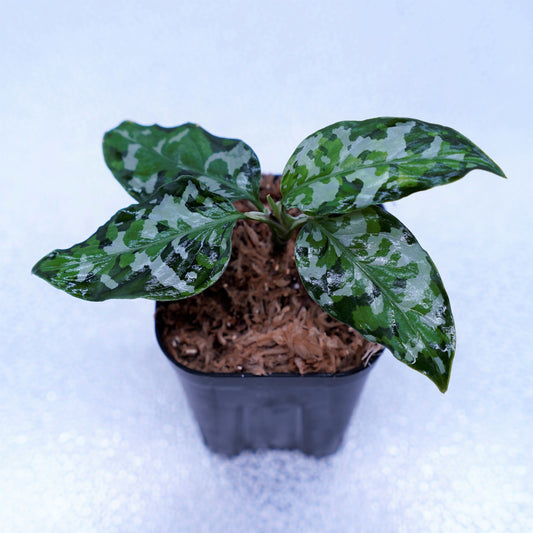 <出射便>Aglaonema Pictum Tricolor “Andaman” Port Blair