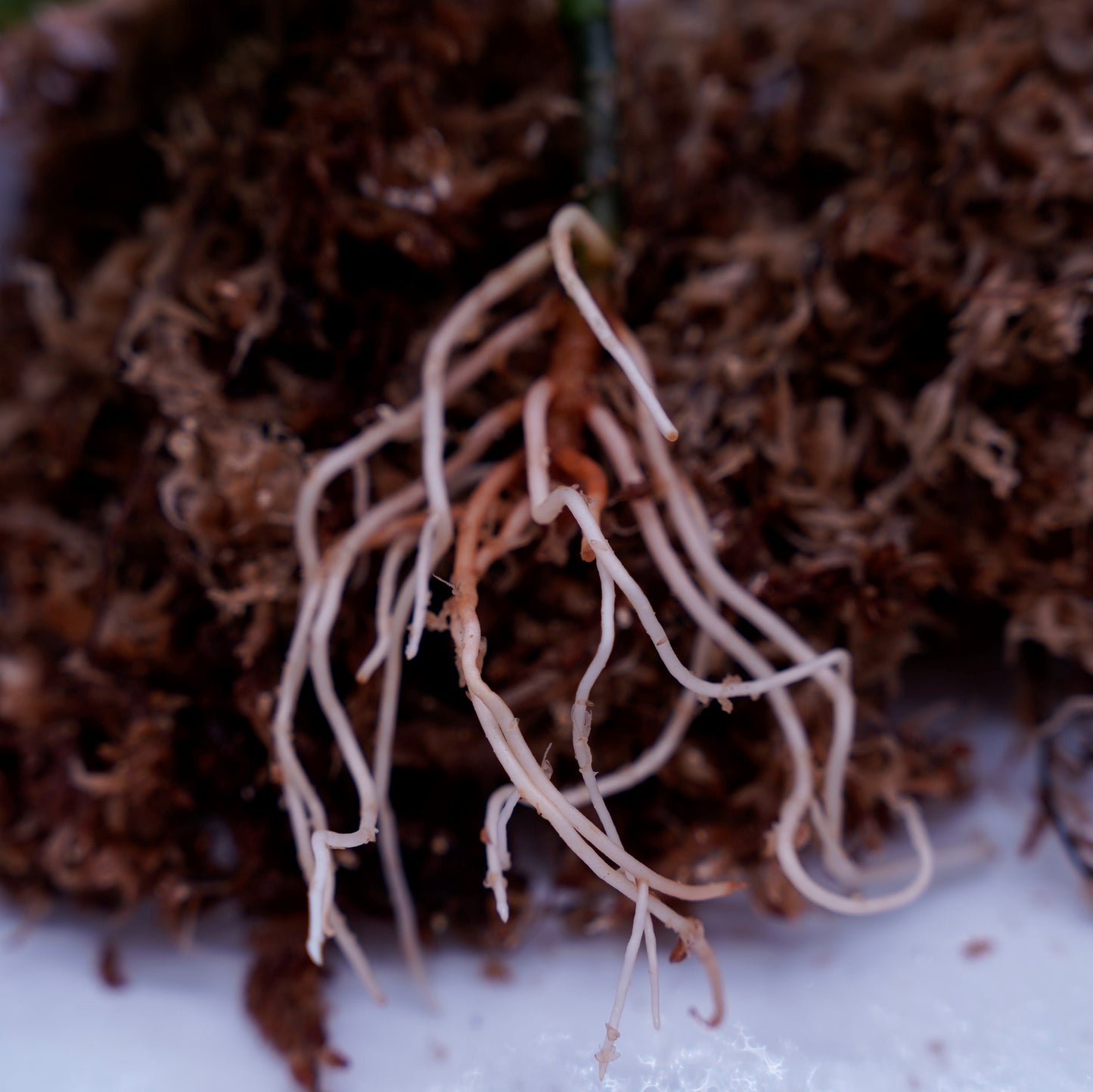 <出射便>Aglaonema Pictum Tricolor “Andaman” Port Blair