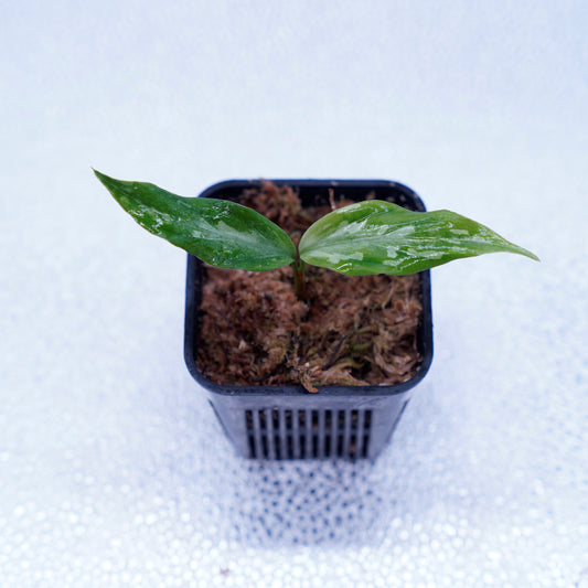 <LA便>Aglaonema Pictum 【氷肌玉骨】 “LA0816-03j”